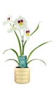Orchidée parfumée ECLOZ - ECLOZ en promo chez Jardiland Rueil-Malmaison à 9,99 €