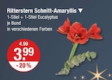 Ritterstern Schnitt-Amaryllis im aktuellen V-Markt Prospekt