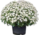 Chrysantheme im Angebot bei OBI in Solingen Chrysantheme Angebote von Grow by Obi bei OBI Solingen für 5,99 €