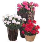 Geranie „Pelargonium zonale“ und „Pelargonium peltatum“ bei Hagebaumarkt im Fürstenfeldbruck Prospekt für 2,59 €