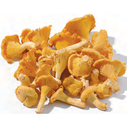 Frische Pfifferlinge