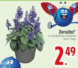 Ziersalbei  im aktuellen EDEKA Prospekt für 2,49 €