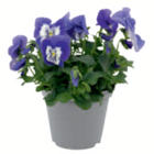 Stiefmütterchen 'Cats' im Angebot bei toom Baumarkt in Bonn Stiefmütterchen 'Cats' Angebote bei toom Baumarkt Bonn für 2,99 €