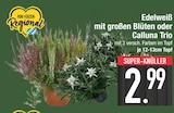 Aktuelles Edelweiß mit großen Blüten Angebot bei EDEKA in München ab 2,99 €