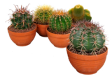 Truffaut Fourqueux - Promo Cactus Canari Promo Cactus Canari à 14,99 € dans le catalogue Truffaut à Fourqueux
