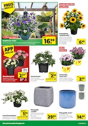 Sonnenblume im Hagebaumarkt Prospekt in Bremen Aktueller Hagebaumarkt Prospekt mit Sonnenblume, "FREU DICH AUF DEINE VOLLE LADUNG GARTEN", Seite 2