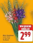 Mini-Gladiolen für 2,99 € bei E center im Angebot Mini-Gladiolen im aktuellen E center Prospekt