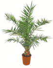 Kanarische Dattelpalme im Angebot bei toom Baumarkt in Karlsruhe Kanarische Dattelpalme Angebote bei toom Baumarkt Karlsruhe für 5,99 €