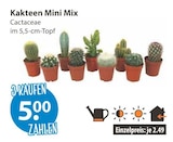 Kakteen Mini Mix im aktuellen V-Markt Prospekt für 5,00 €