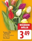 Tulpen-Mix „Harlekin“ im aktuellen E center Prospekt