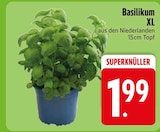 Basilikum XL  im aktuellen EDEKA Prospekt für 1,99 €