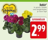 Dahlie  im aktuellen EDEKA Prospekt für 2,99 €