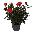 Rosier gros boutons en promo chez Carrefour Argenteuil à 3,99 €