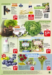 Aktueller EDEKA Prospekt mit Salatpflanze, "Aktuelle Angebote", Seite 21