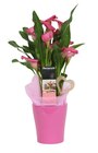 Calla à Carrefour dans Liederschiedt