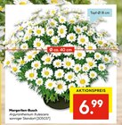 Hellweg Ditfurt - Margeriten-Busch Angebot im Prospekt Margeriten-Busch bei Hellweg im Ditfurt Prospekt für 6,99 €