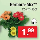 Gerbera-Mix bei Zimmermann im Cloppenburg Prospekt für 1,99 €