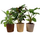 Plante verte en promo chez Carrefour Palaiseau à 7,99 €