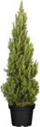 Zuckerhutfichten (Picea glauca Conica) bei Globus-Baumarkt im Wittlich Prospekt für 5,99 €