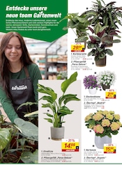Ähnliche Fleischfressende Pflanzen Angebote im Prospekt "Respekt, wer's selber macht." von toom Baumarkt in Stuttgart Ähnliche Angebote wie Fleischfressende Pflanzen im Prospekt "Respekt, wer's selber macht." auf Seite 14 von toom Baumarkt in Stuttgart