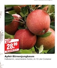 bauSpezi Neunkirchen - Apfel-/Birnenjungbaum Angebot im Prospekt Apfel-/Birnenjungbaum bei bauSpezi im Neunkirchen Prospekt für 28,99 €