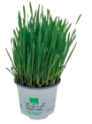 Herbe à chat Bio - Thibaud Productions en promo à 3,59 € chez Maxi Zoo Herbe à chat Bio - Thibaud Productions dans le catalogue Maxi Zoo