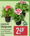 Edelgeranie Angebote von Gardenline bei ALDI Nord Essen für 2,49 €