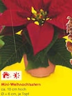 Mini-Weihnachtsstern im aktuellen Netto Marken-Discount Prospekt