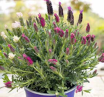 XL Trio-Schopflavendel 19 cm Topf im Pflanzen Kölle Prospekt XL Trio-Schopflavendel 19 cm Topf von im aktuellen Pflanzen Kölle Prospekt für 11,11 €