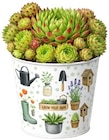 Sukkulente im Angebot bei REWE in Goslar Sukkulente Angebote bei REWE Goslar für 3,79 €
