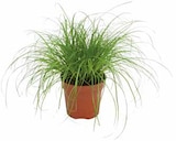 Katzengras von Kölle im aktuellen Pflanzen Kölle Prospekt