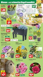 Stauden Angebot im aktuellen Thomas Philipps Prospekt auf Seite 4