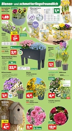 Aktueller Thomas Philipps Prospekt mit Stiefmütterchen, "Top Angebote", Seite 4