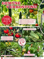 Aktueller Garten-Center Nordharz GmbH & Co. KG Prospekt mit Tomatenpflanze, "Der Sommer kann kommen…", Seite 6