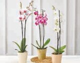 Orchidée 2 tiges en promo chez U Express Brest à 12,99 €