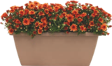 Jardinière de Chrysanthème Pomponette - Gardenline en promo à 5,99 € chez Aldi Jardinière de Chrysanthème Pomponette - Gardenline dans le catalogue Aldi