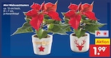 Netto Marken-Discount Schwanstetten - Mini Weihnachtsstern Angebot im Prospekt Mini Weihnachtsstern bei Netto Marken-Discount im Schwanstetten Prospekt für 1,99 €