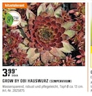 HAUSWURZ (SEMPERVIVUM) Angebote von GROW BY OBI bei OBI Borken für 3,99 €