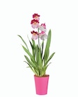 Orchidée collection - Lidl à Toulouse Orchidée collection en promo chez Lidl Toulouse à 7,99 €