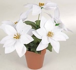 Aktuelle Zimmerpflanzen Angebote bei Thomas Philipps in Dortmund Aktuelles Künstlicher Weihnachtsstern Angebot bei Thomas Philipps in Dortmund ab 1,99 €