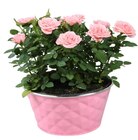 Promo Coupe de rosier à 8,99 € dans le catalogue Carrefour à Voiron