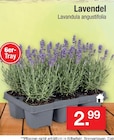Lavendel Angebote bei Zimmermann Wolfsburg für 2,99 €
