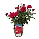 Rosier rouge Simone Veil. Le pot de 5 litres - BOTANIC® en promo chez Botanic Rosier rouge Simone Veil. Le pot de 5 litres - BOTANIC® dans le catalogue Botanic