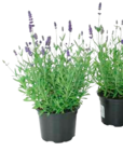 Gartenlavendel im Angebot bei EDEKA in Seevetal Gartenlavendel Angebote bei EDEKA Seevetal für 3,99 €