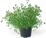 Freilandkräuter Angebote bei REWE Bamberg für 1,79 €