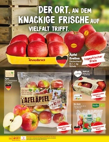 Zimmerpflanzen Angebot im aktuellen Netto Marken-Discount Prospekt auf Seite 8