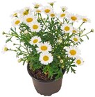 Strauchmargerite im Angebot bei REWE in Fellbach Strauchmargerite Angebote von Qualität aus Deutschland bei REWE Fellbach für 2,29 €