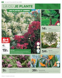 Offre Palmier dans le catalogue Carrefour du moment à la page 6