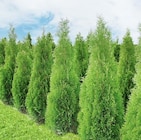 Thuja Brabant Angebote bei Thomas Philipps Bochum für 4,99 €