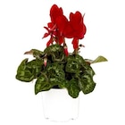 Promo Mini cyclamen rouge - Le pot de diamètre 10,5 cm à 3,99 € dans le catalogue Botanic à Dijon